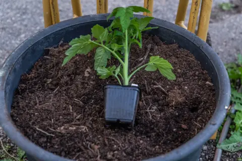 En liten tomatplanta i kruka, redo att planteras ut. Snart dags att binda upp tomaterna för att ge dem stöd.