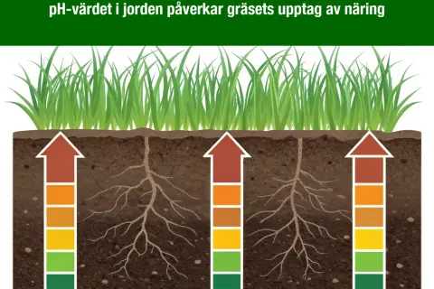 Gräsrötter som sträcker sig ner i jorden, med färgade staplar som visar hur pH-värdet påverkar näringsupptaget.