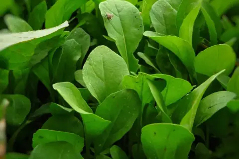 En närbild på frodig ruccola som växer. En liten fluga sitter på ett blad. Perfekt för att odla ruccola hemma.