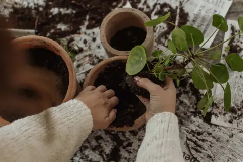Händer som planterar om blommor i nya krukor med jord.