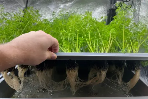En hand inspekterar frodiga gröna plantor med synliga rötter i ett hydroponiskt system, liknande en airpot.