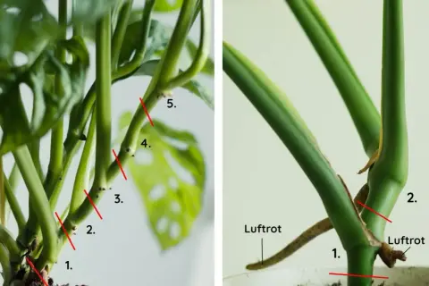 Monstera-sticklingar med numrerade snitt och luftrötter. Perfekt för att föröka din Monstera.