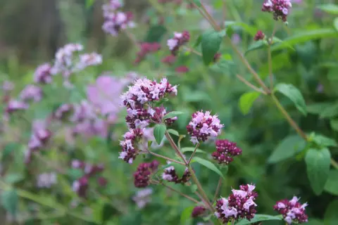 Vackra lila blommor på en ört i kruka, redo att förhöja smaken på din mat.