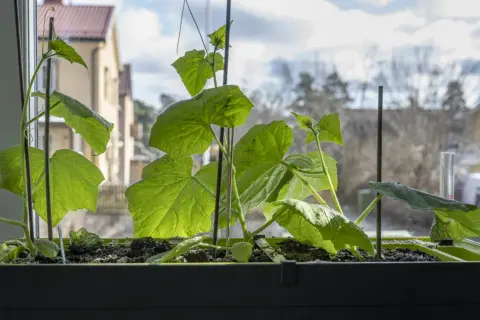 Små gurkplantor växer i en fönsterlåda, redo att odla gurka inomhus på vintern.