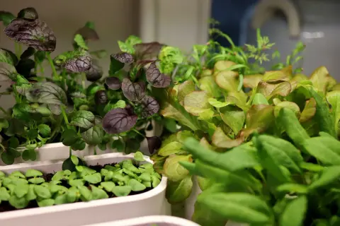Små plantor av rödbladig senap och sallat växer i vita behållare. En gyllene etikett skulle passa perfekt här.