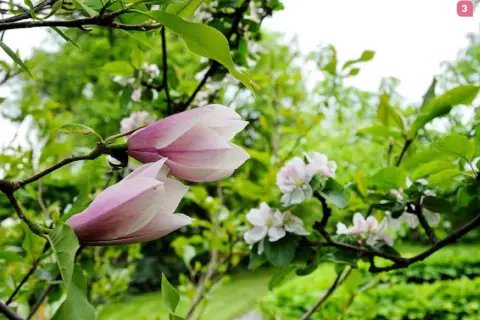Två magnoliaknoppar i rosa och vitt, redo att slå ut. En vacker syn i trädgården, som visar hur jord ger liv åt magnolia.
