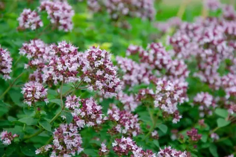 En tät matta av små, lila blommor som signalerar att det är dags att odla oregano.