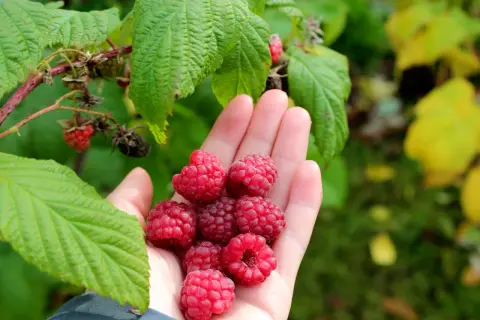 En hand full med nyplockade, saftiga hallon. En härlig skörd från jord till hallon.