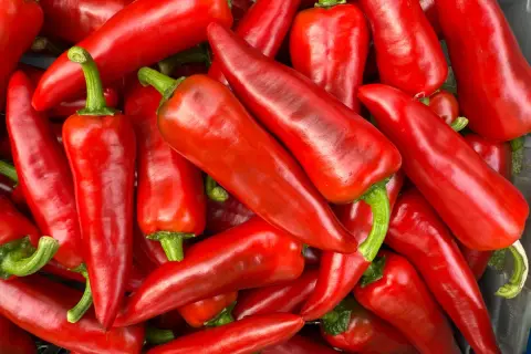 En hög med glänsande röda chilipeppar, som piment d'Espelette med sin milda hetta på Scoville-skalan.
