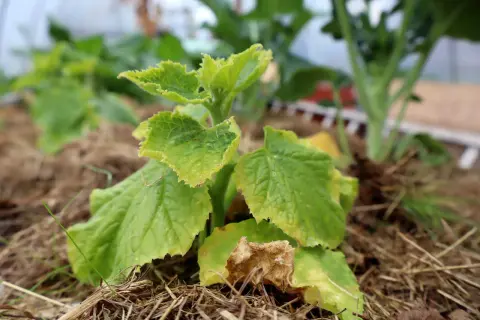 En ung gurkplanta med ljusgröna blad, redo att plantera ut.