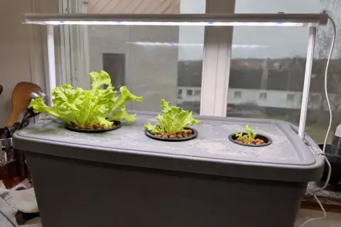 En hemmaodling med hydroponisk odling av sallat under LED-ljus. Tre plantor växer i behållaren, en stor och två mindre.