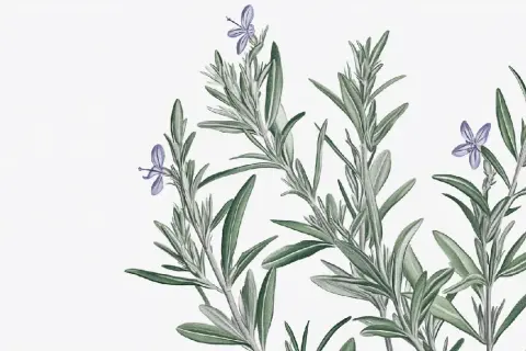 Illustration av rosmarin med små lila blommor. Kanske en framtida rosmarin frö-skörd.
