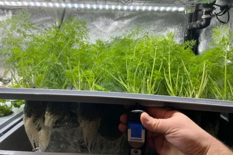 En hand håller en ph-mätare vid rötterna av dillplantor i ett hydroponiskt system. Mätaren visar 0.9 mS/cm och 21.0°C.