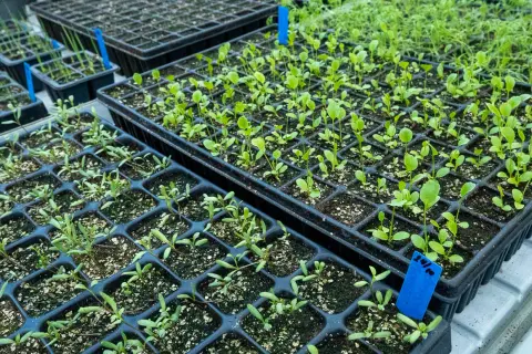Små plantor i plastbrickor, redo att planteras ut. De växer i ett växthus, kanske för att ge näring åt framtida skördar. Ballaster av små plantor.