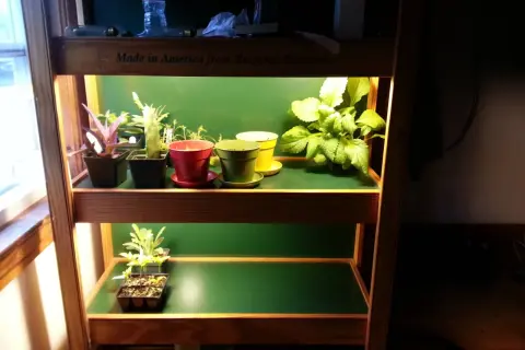 Små plantor växer under en cfl lampa på en hylla.