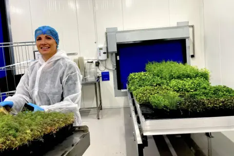 Kvinna i skyddskläder hanterar småplantor i ett växthus. Bredvid står en hylla med gröna växter, upplyst av en dimmer 1000w.