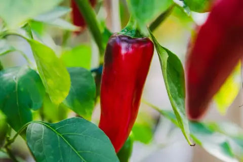 En röd chili hänger från en planta, omgiven av gröna blad. Denna chili jord ger smak åt maten.