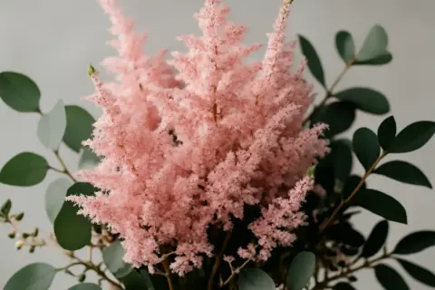 En fluffig, rosa astilbe i kruka omgiven av mörkgröna blad.