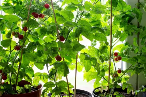 Tomatplantor i krukor vid fönstret, redo att vattna. Gröna och röda tomater hänger från frodiga bladverk.