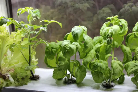 En ung shirley tomatplanta växer bredvid frodig basilika och sallat i ett fönster.