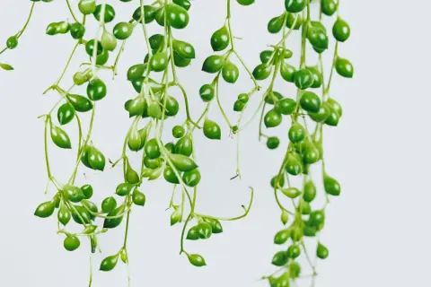 Hängande grenar med runda, gröna blad som liknar pärlor. En vacker Clusia rosea, även känd som "sträng av pärlor".