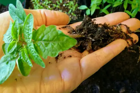 En hand håller en liten tomatplanta av sorten Tiny Tim med jord och rötter.