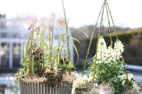 Två krukor med vackra vårblommor i solljus. Den ena med mörklila blommor och rutiga klockor, den andra med vita blommor under en stylad träkonstruktion.