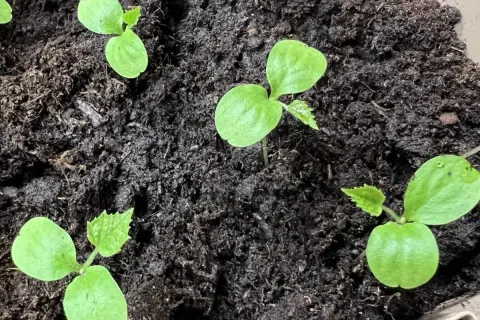 Små gröna plantor spirar ur mörk jord. Det är början på en gurka, från gurka frön som såtts.