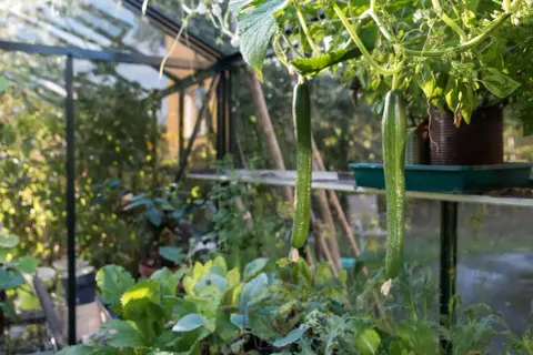 Två långa, gröna gurkor hänger från en planta i ett soligt växthus.
