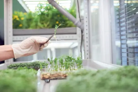 En hand med handske undersöker en groddplanta i ett växthus med lågenergi-belysning.