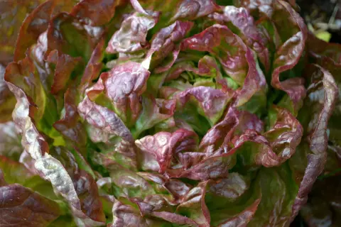 En vacker romansallad som växer i trädgården. Bladen är krispiga med röda kanter. Perfekt att odla för en fräsch sallad.