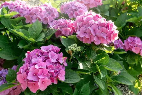 En buske med rosa hortensior i full blom. En stickling hortensia som växer sig stor och vacker.