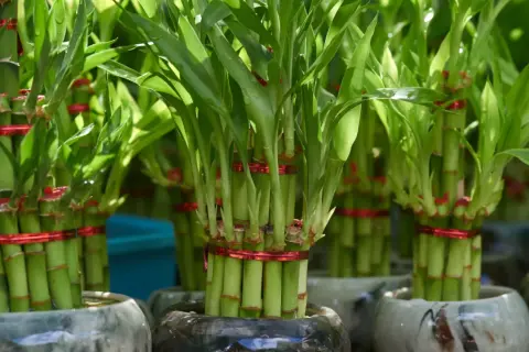 Flera krukor med grön bambu, varje knippe bambu är bundet med ett rött band.