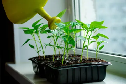 Vattenkanna vattnar små plantor av paprika thor på fönsterbrädan.