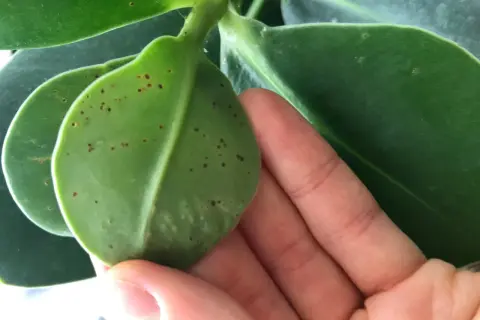 En hand håller ett grönt blad med många små bruna prickar.