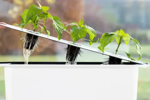 Små plantor med synliga rötter i ett hydroponiskt system. En hand justerar en av plantorna, redo för optimal hydroponisk odling näring.