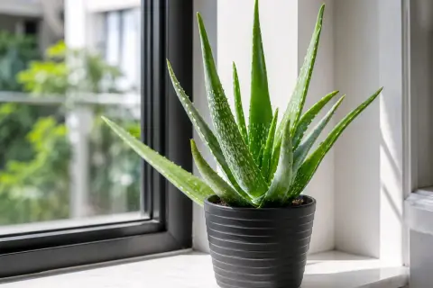 En frodig aloe vera planta i en svart kruka står på en fönsterbräda. Dess gröna blad med vita prickar sträcker sig mot ljuset.