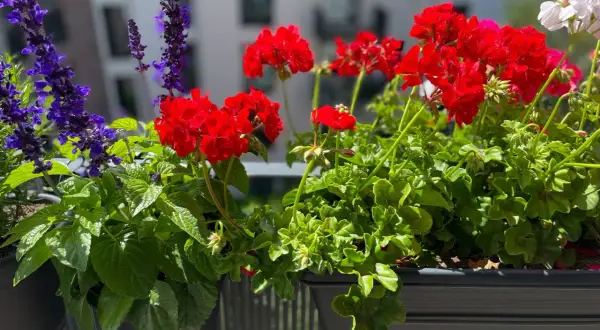 En vacker balkonglåda med röda pelargoner och lila salvia. En perfekt plantera i balkonglåda för att lysa upp uteplatsen.