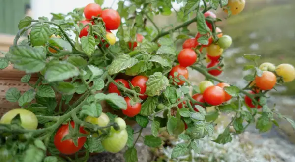 En tomatplanta med många röda och gröna tomater. En bra kruka till tomat ger plats för rötterna att växa.