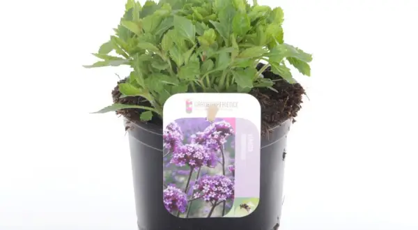 En grönskande verbena i kruka, redo att pryda din trädgård med lila blommor.