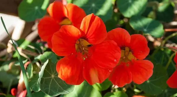 Vackra orange krasse i kruka blommar med sina runda gröna blad.