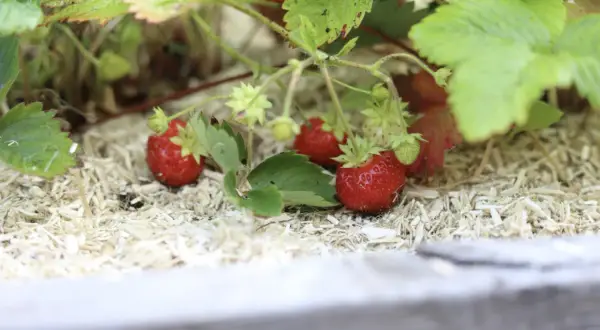 Röda, saftiga jordgubbar växer i solsken, redo att skördas. Dessa guldvatten jordgubbar är en sommarskatt.
