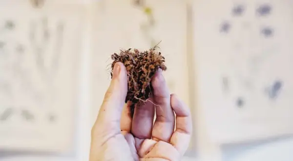 En hand håller en klump jord med rötter. Bakgrunden visar suddiga botaniska illustrationer, kanske från en gammal atami-bok.
