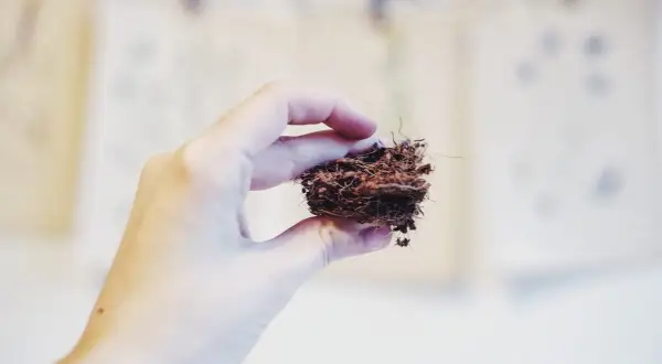 En hand håller en liten klump kokosfiber, som en miniatyr cocostar-bon.