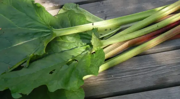 Stjälkar och blad från en rabarber planta ligger på en träaltan.