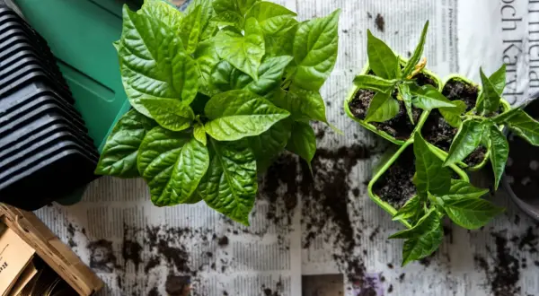 Gröna chiliplantor redo att plantera om. En hög med krukor och jord ligger bredvid.