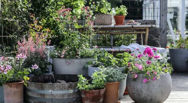 En härlig samling blommor i kruka skapar en grönskande oas på altanen. Olika sorters växter i terrakotta, betong och träfat.