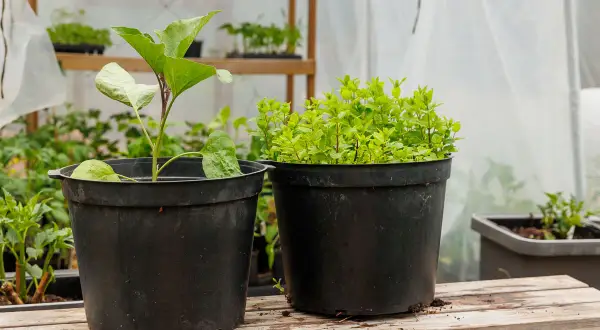 Två svarta krukor, en med en aubergineplanta och en med mynta. Krukorna är av plast, en kruka 20 liter, står på ett träbord i ett växthus.