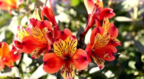 En vacker alstroemeria i kruka, med sina flammande orange och gula kronblad, lyser upp i solljuset.