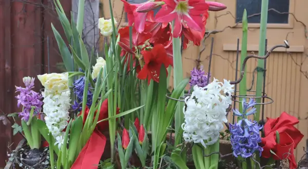 Vacker juldekoration med amaryllis, hyacinter och tulpaner. Perfekt för att plantera hyacinter till jul och skapa en festlig stämning.